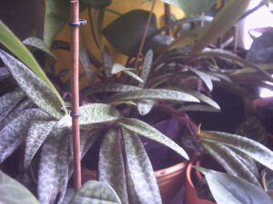 greenleopardtheothers-002