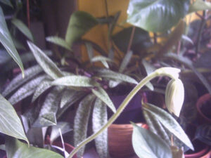 greenleopardtheothers-007