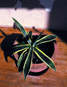 hundertjahrige-cecilia