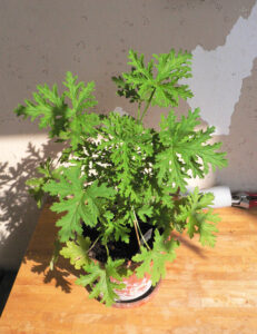 olfaktoria-lilly_0909