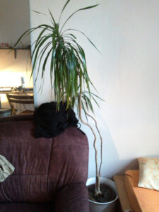 fraumahlzahnfb02-web