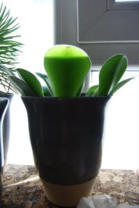 Aurora_Aura_0630-w650