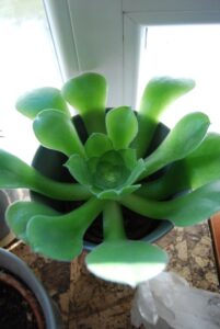 Aurora_Aura_0633-w650