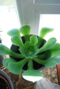 Aurora_Aura_0634-w650