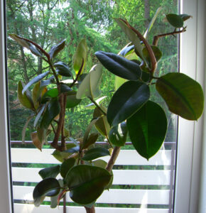 agatheblattislawa_fb_02_w