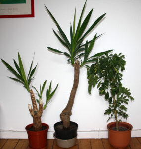 bonnitafiehoff_fb02-w