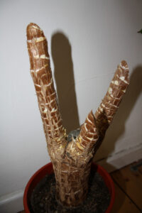 bonnitafiehoff_fb03_w