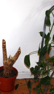 bonnitaviehoff_fb04-w