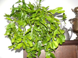 hangingbert-fb01-web