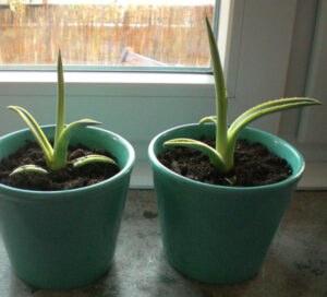 kinder_steverayredux_fb03-w