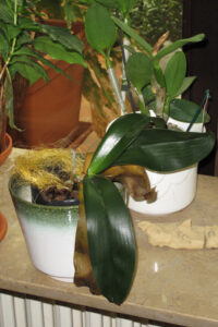 ludmillakampinski-fb01