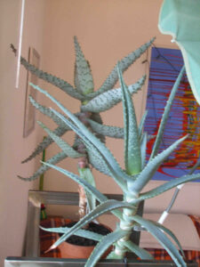 nusratbodolski-fb02-w