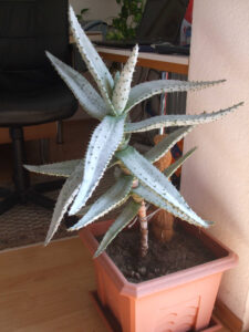 nusratboldolski_fb_03-w