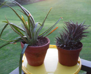 olgaviberrova_fb02-w