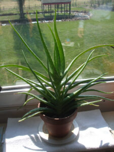 olgaviberrova_fb03-w