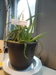 wilburbootsmann_fb03-w