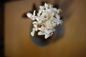 Erna-von-Wehn_0502-w650