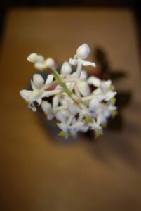 Erna-von-Wehn_0503-w650