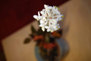 Erna-von-Wehn_0507-w650