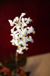 Erna-von-Wehn_0510-w650