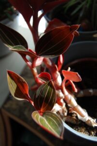 Erna-von-Wehn_0636-w650