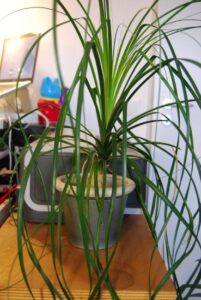 Flinselknolle_Ivan_0523-w650