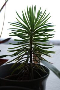 Pogo-le-Novo_0516-w650