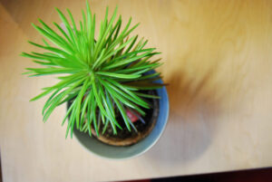 Pogo-le-Novo_0517-w650