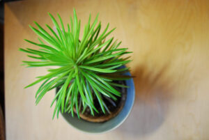 Pogo-le-Novo_0518-w650