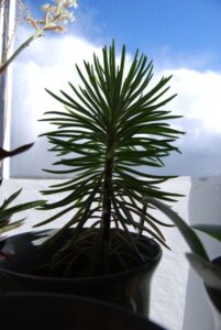 Pogo-le-Novo_0631-w650