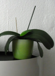 bellaparadoxa_fb01_w