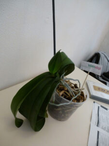 inka_schaschlik_fb01-w650