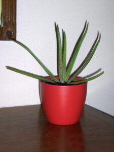 marieluiseveronella-fb01-web