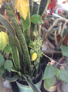 Passwort-Schatten_0118