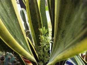 Passwort-Schatten_0127