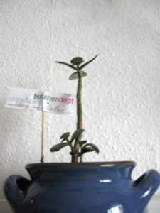 sixpence_aliaseliot_fb03_w