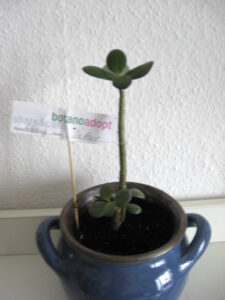 sixpence_aliaseliot_fb04_w