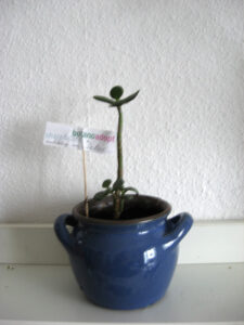 sixpence_aliaseliot_fb05_w