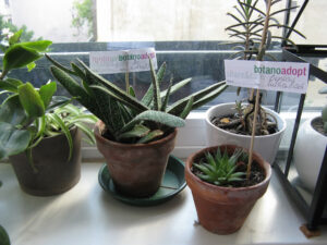 docwirkungsgrad_orpheusluckenbach_fb02_w