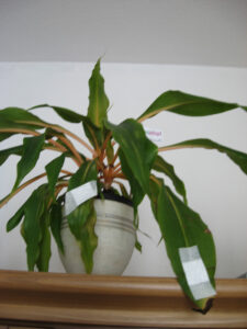 janeweissmuller_fb02_w