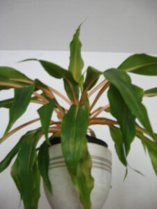 janeweissmuller_fb03_w