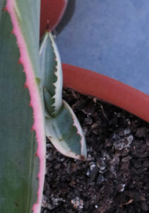 zwirne01_kid1_sommer2013-w650