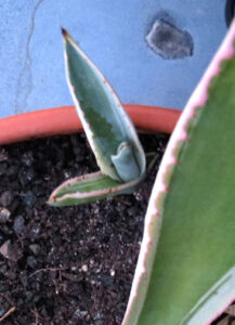 zwirne01_kid2_sommer2013-w650