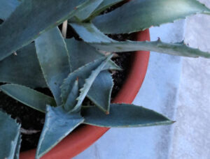 zwirne02_kid1_sommer2013-w650