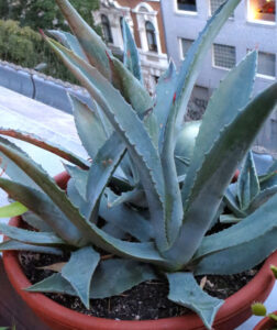 zwirne02_sommer2013-w650