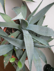 zwirne02_winter2014-w650