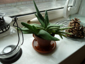 benjaminschmerg_fb01-w650