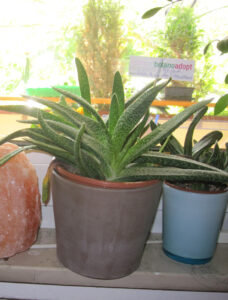 margotbechtenstronk_fb01_w