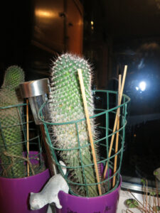 I-am-the-wandererFB03