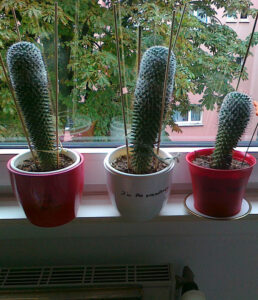 LittleRichard_DerGrossePiekser_ImTheWanderer_FB01-w650